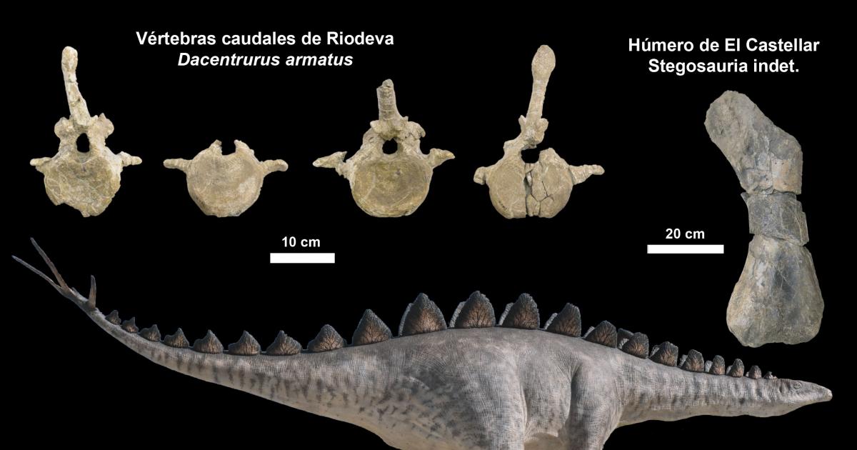 Los estegosaurios, protagonistas en el Teruel de hace 150 millones de años