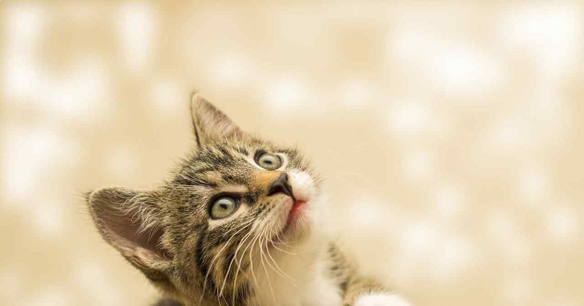 Rechazado Álbum de graduación Minimizar Estos son los síntomas de la alergia al gato: cómo actuar de manera más  eficaz | Día Internacional