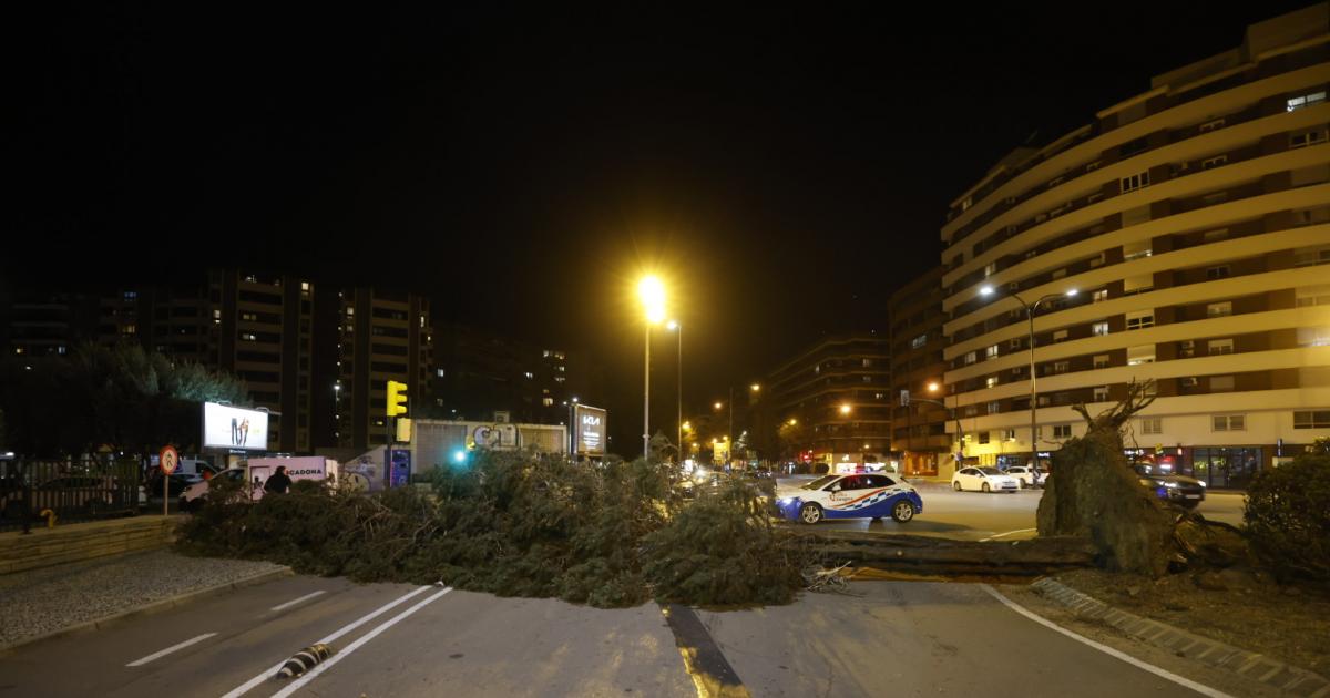 emoción De acuerdo con dramático Fotos de daños causados por el viento en Zaragoza: árboles caídos en la  calle y sobre coches