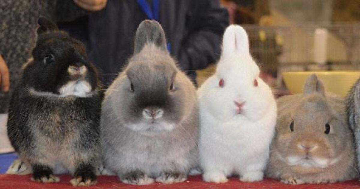 Conejos de fantasía así será el