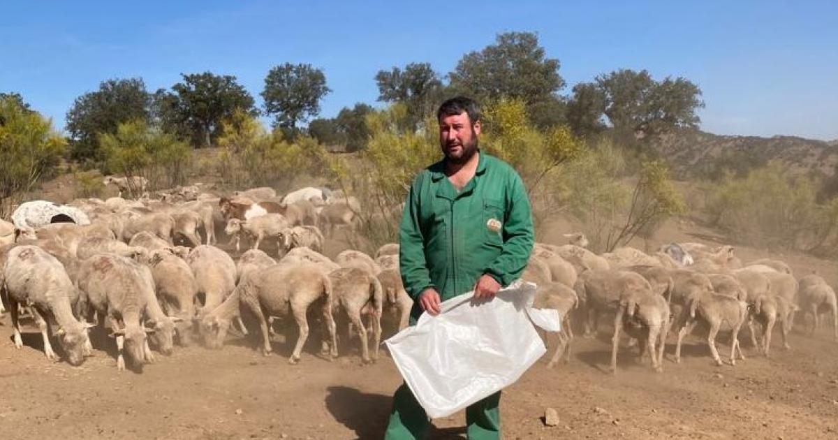 Diez mil cabezas de ganado trashumante de Teruel, 'atrapadas' en Toledo y Ciudad por la viruela