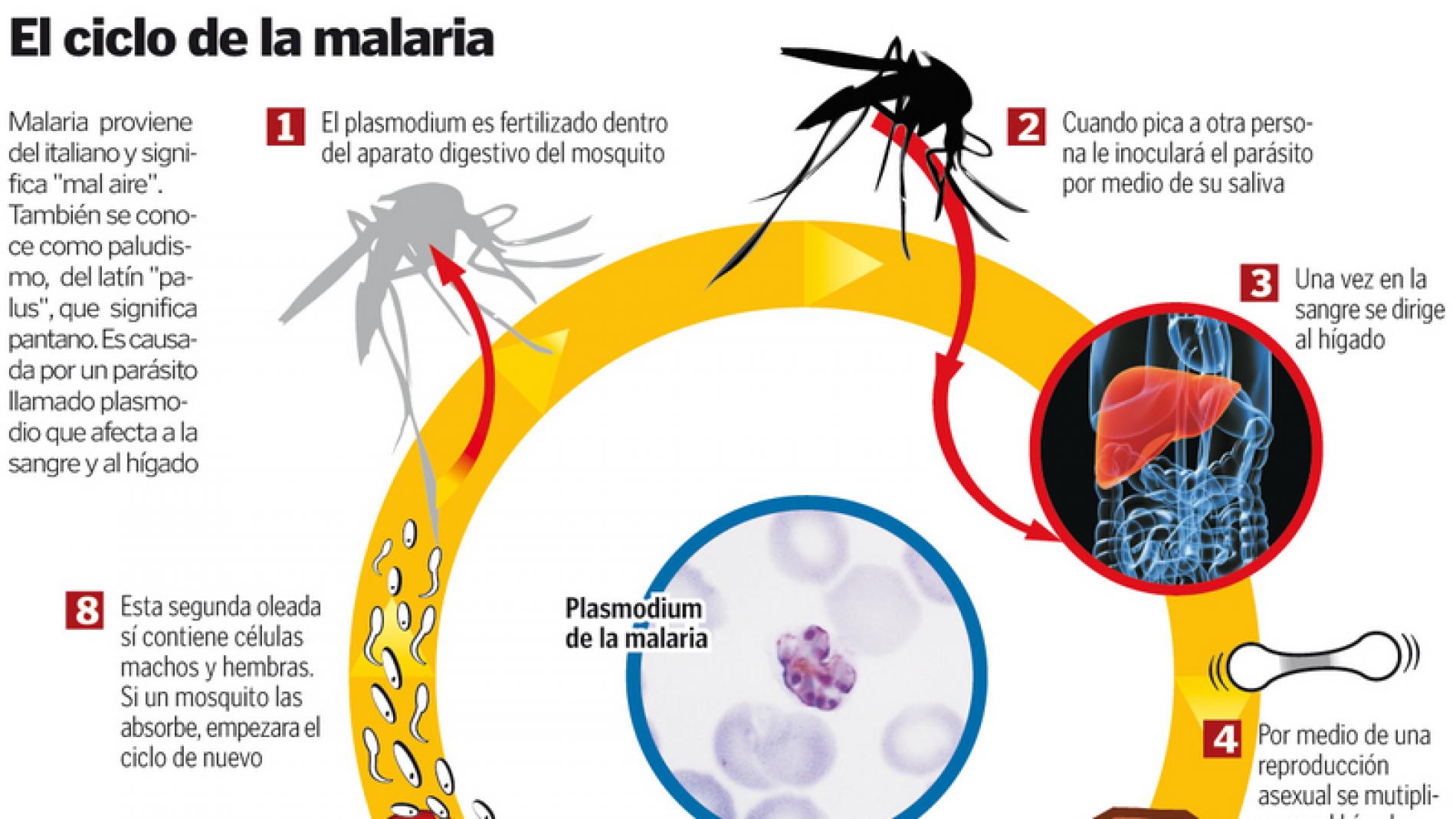 célula del parásito de la malaria