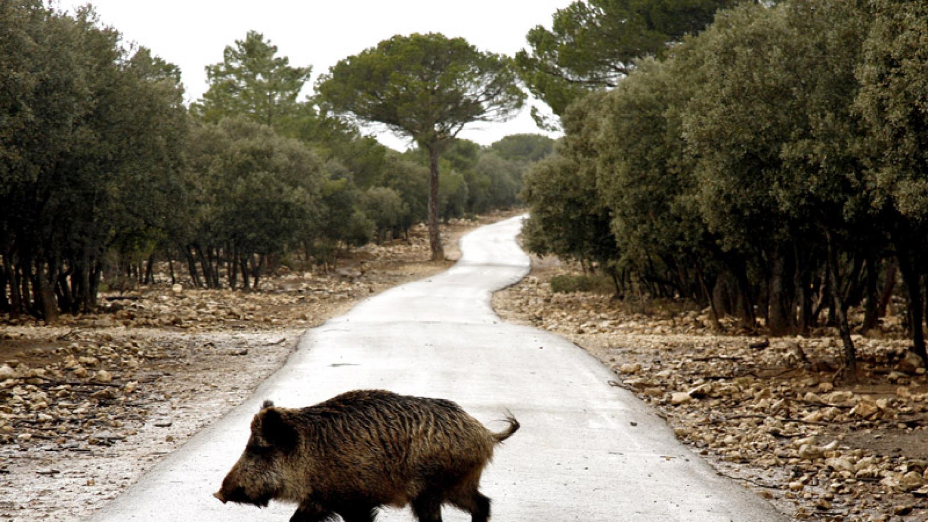 En qué provincias es más probable chocar contra un animal?