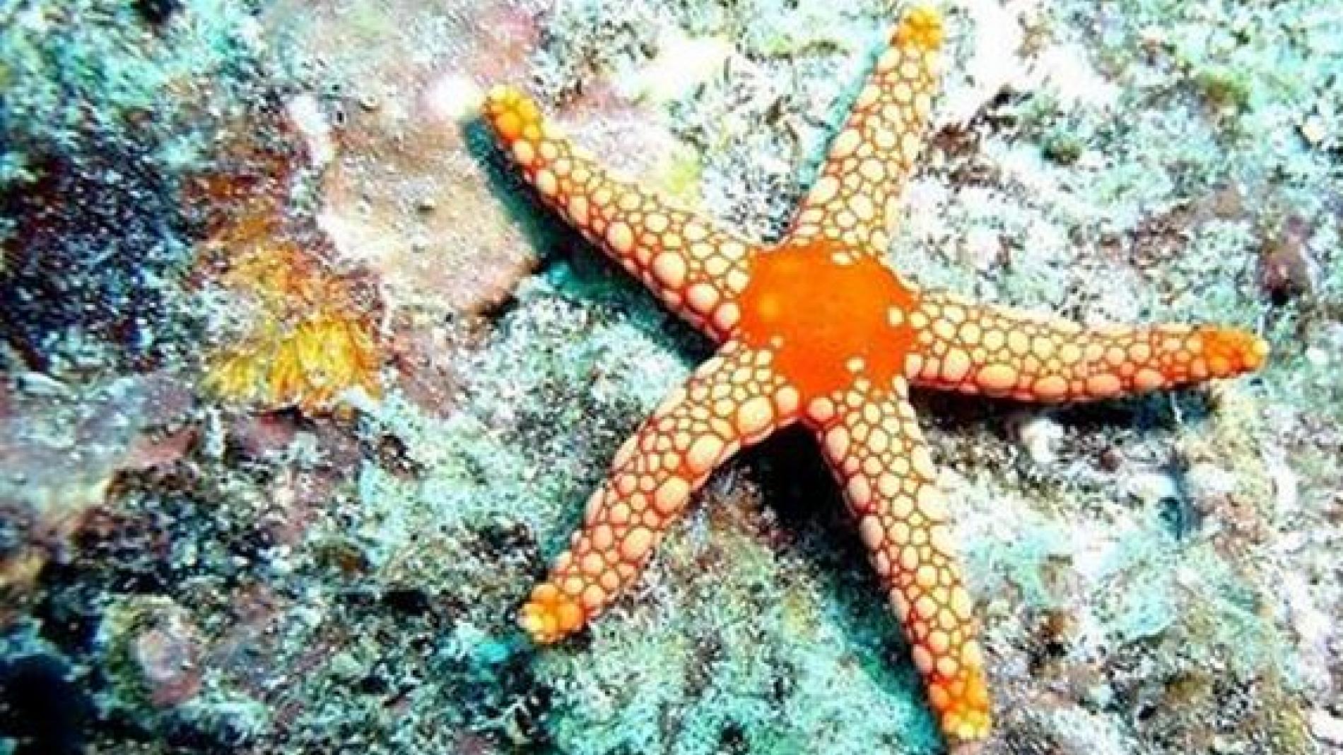 Estrella de mar en la costa de Oregon
