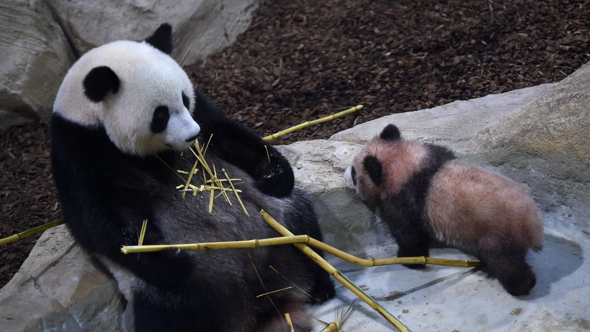 los pandas solo viven en china