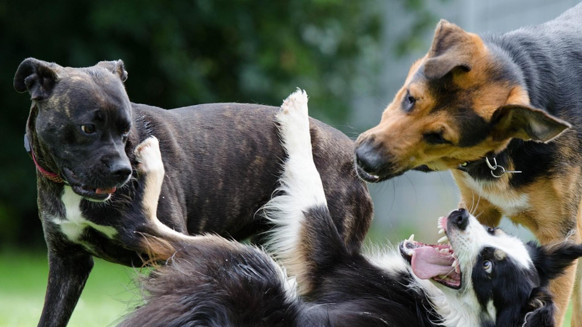 un perro puede vivir en un piso