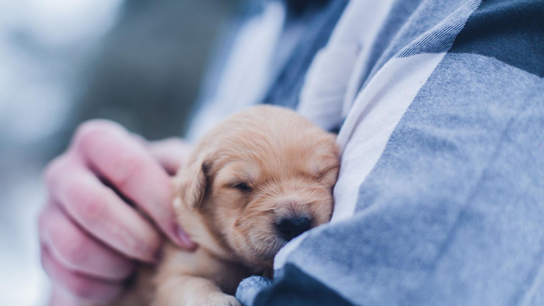 como tratar la mastitis en casa para perros