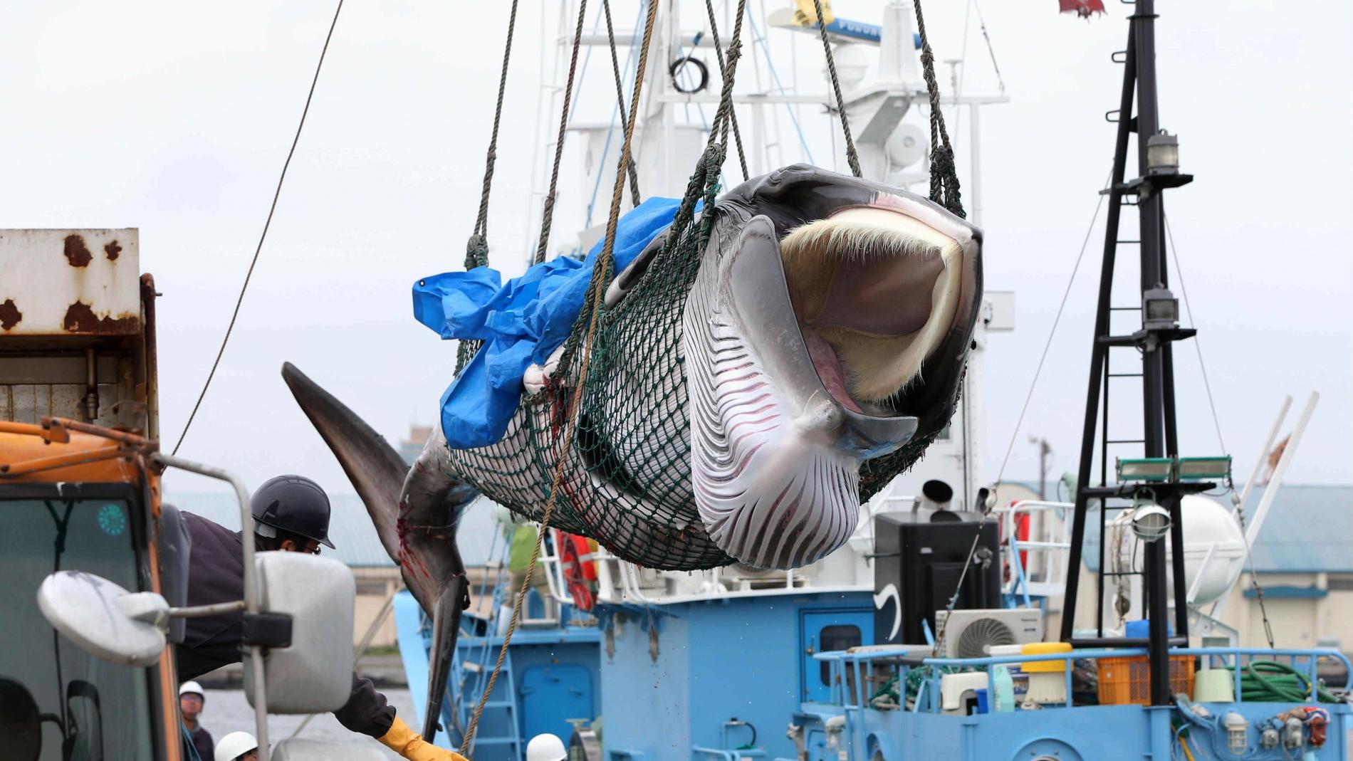 Caza comercial de ballenas