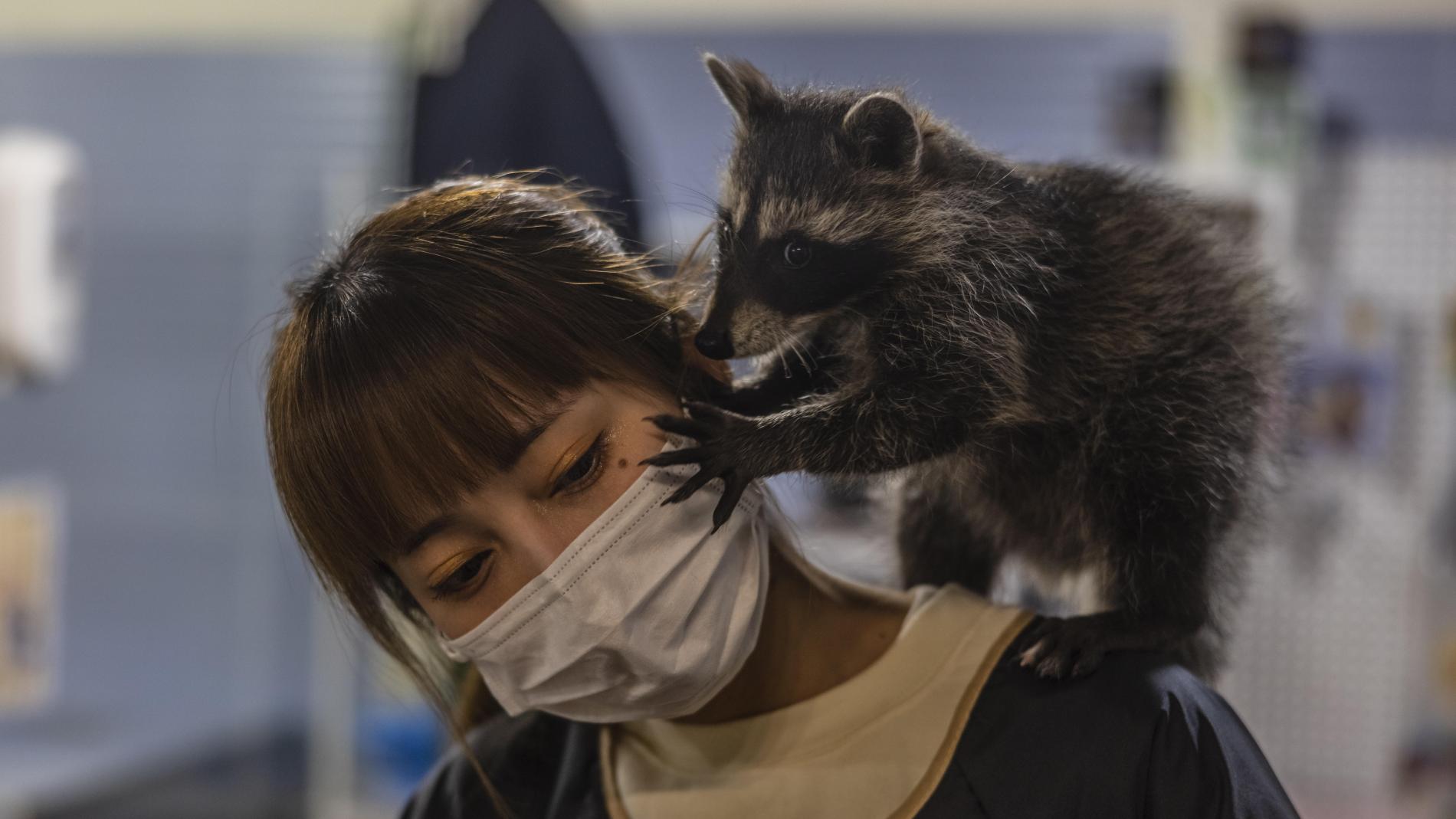 que pasa si un perro se come un mapache