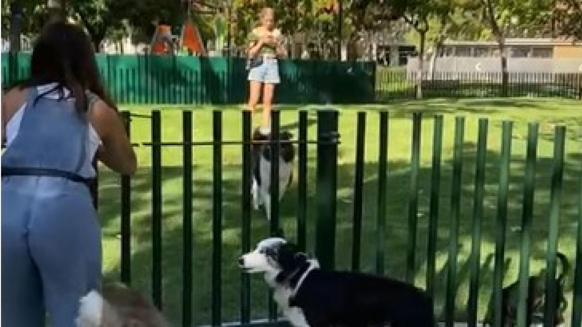 se permiten perros en la playa del parque estatal de holanda