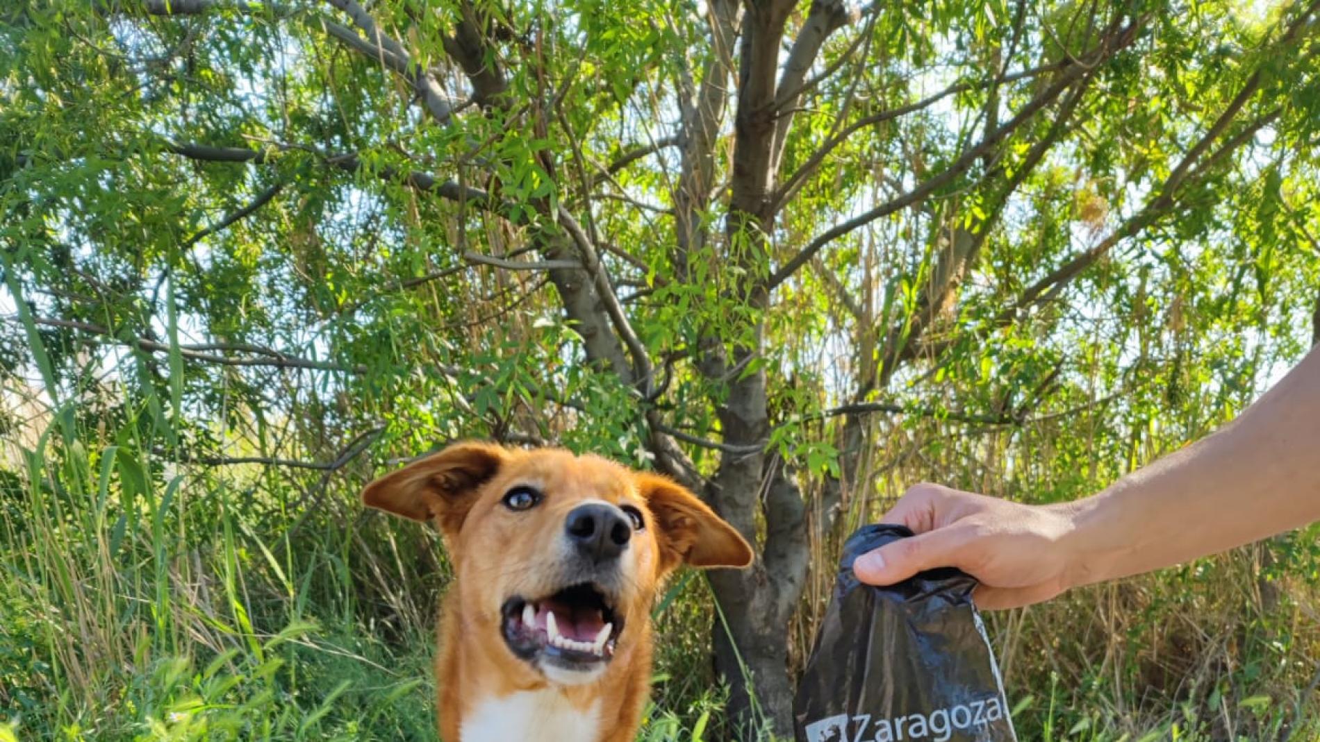 Te pueden multar si no limpias el pis de tu perro en la calle?