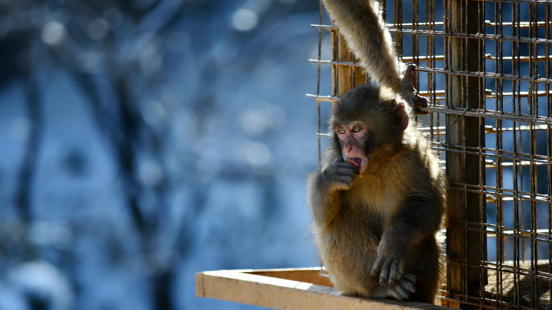 Reaparecen dos monos y sigue el misterio por la seguidilla de robos en un  zoológico