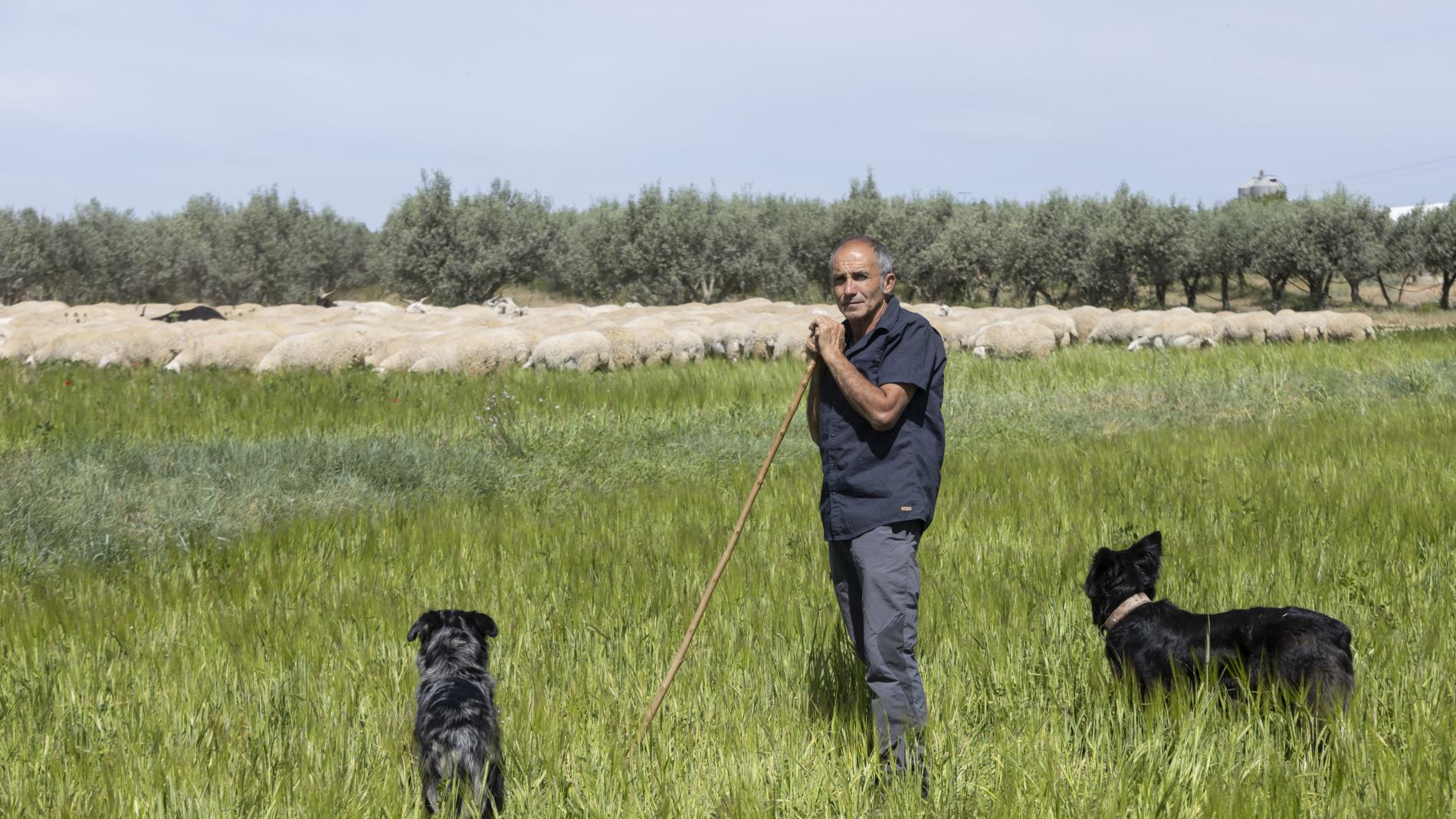 muerden los perros ganaderos