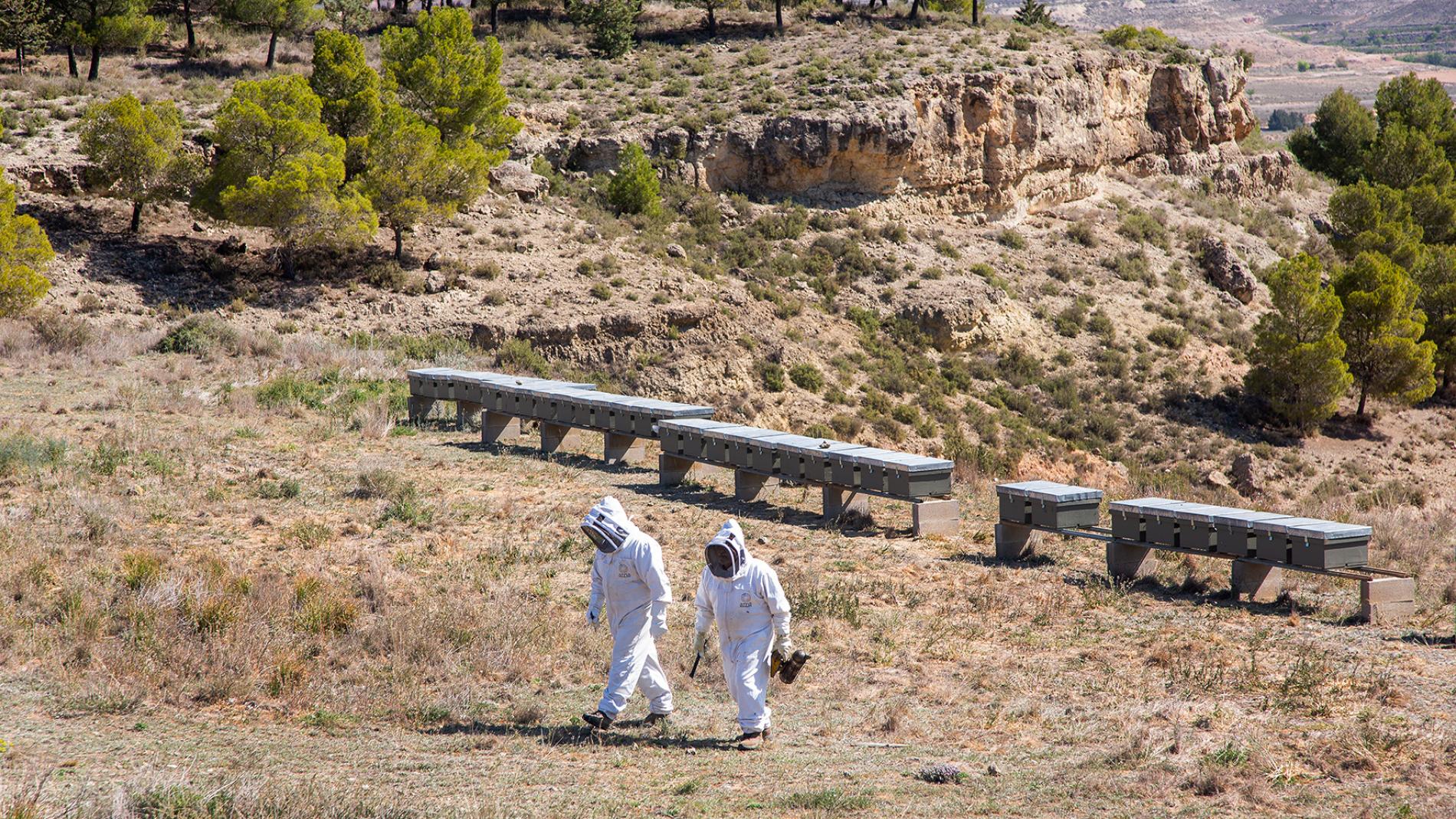 Las colmenas se asfixian por el calor y la sequía: la producción