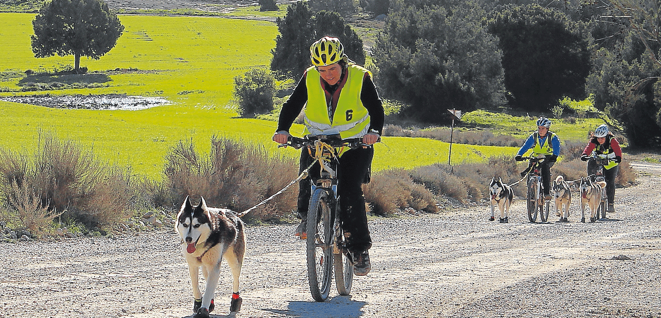 Los participantes de la categoría de bicicleta con uno o dos perros cubren el recorrido entre Peñalba y Ontiñena