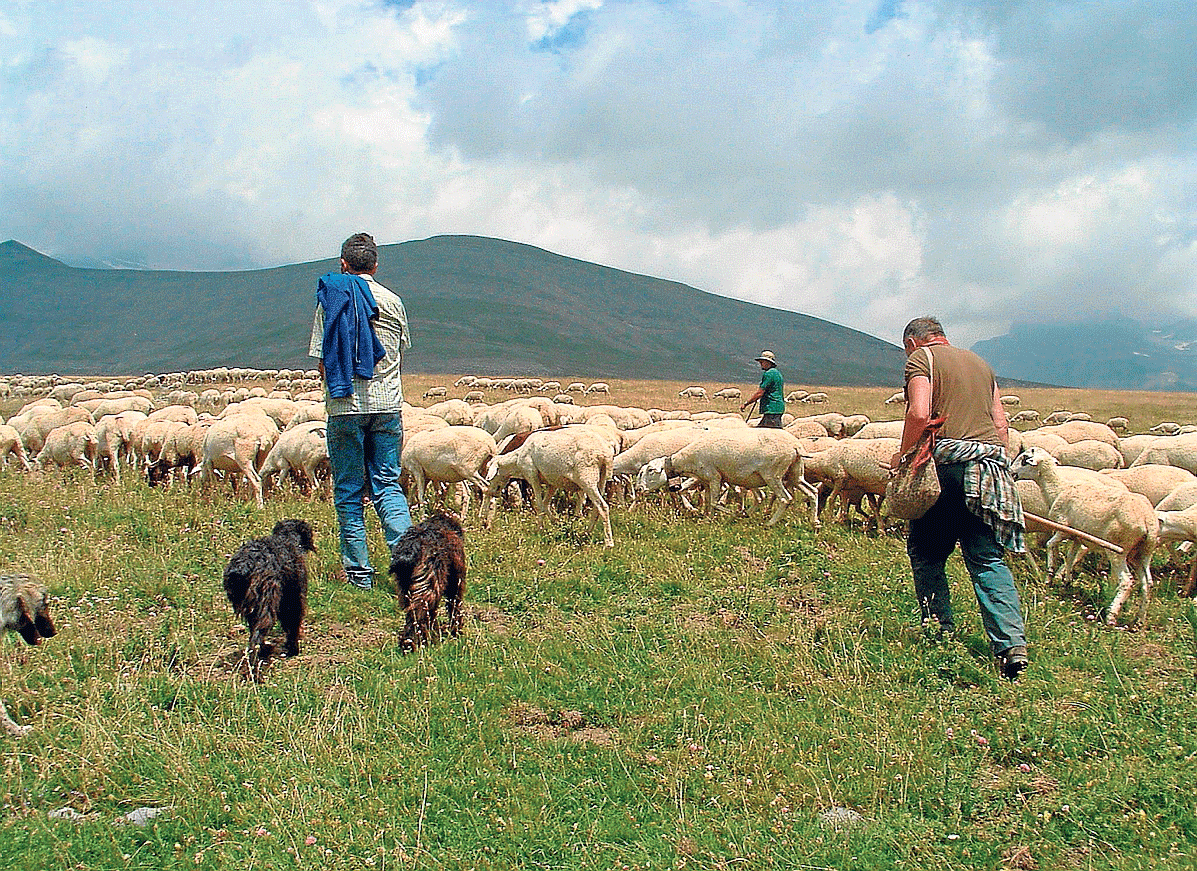 El sector ovino aragonés defendió una PACque vinculase las ayudas a las cabezas de ganado