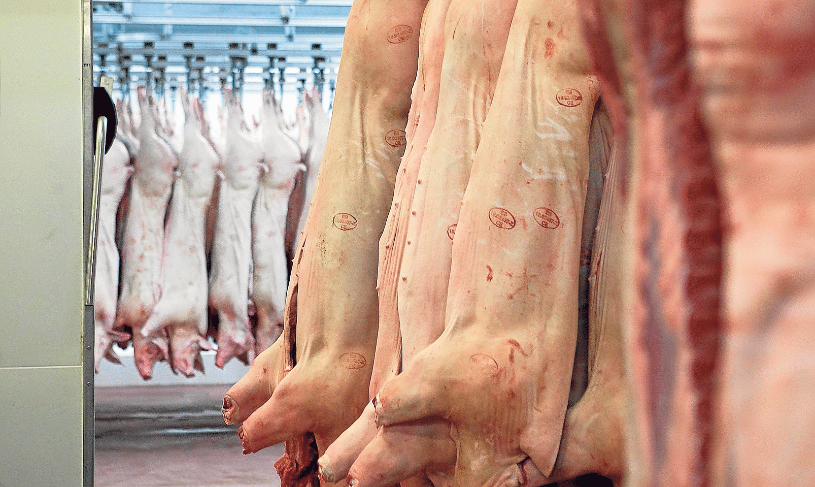 Mercazaragoza invertirá cinco millones de euros en un nuevo matadero de porcino