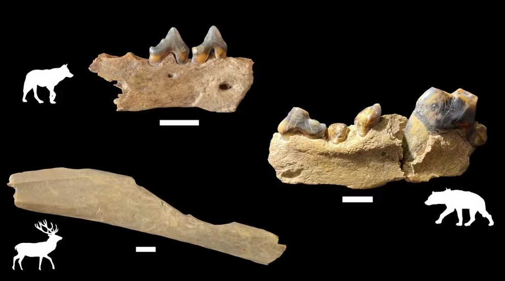 Marks on animal bones located at Ranis indicate that they were eaten by humans.