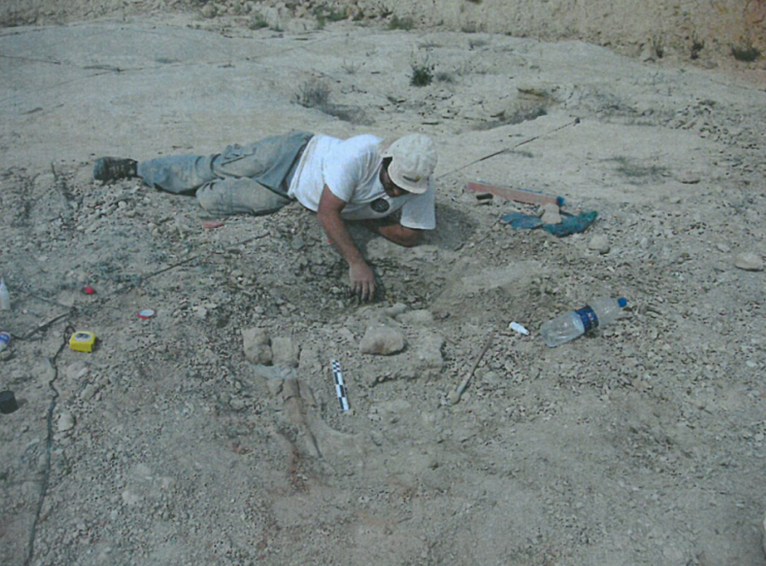 Excavation of the left hind limb of Oblitosaurus Bunnueli at Riodeva (Teruel)