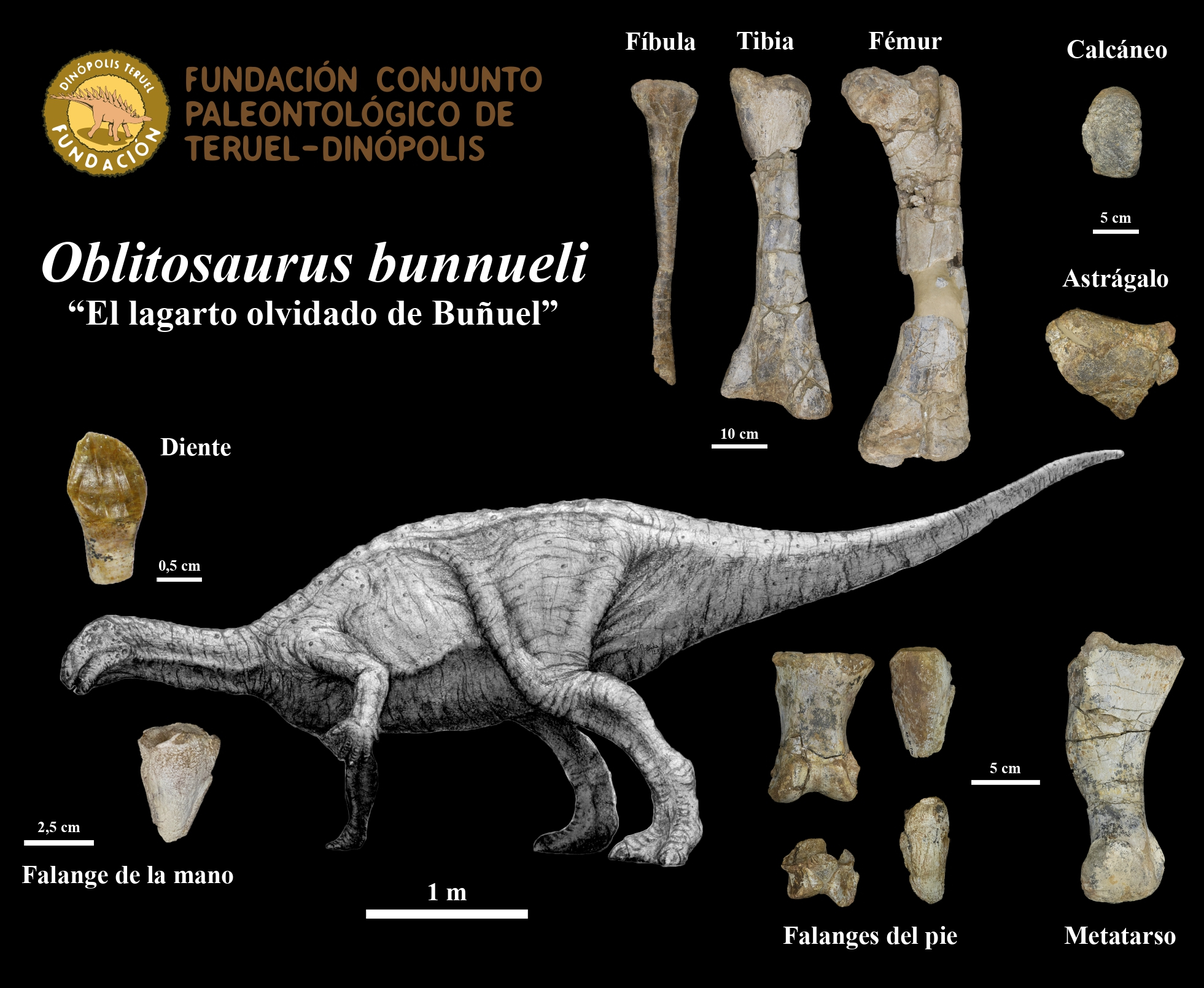Oblitosaurus Bunnueli and its fossils.