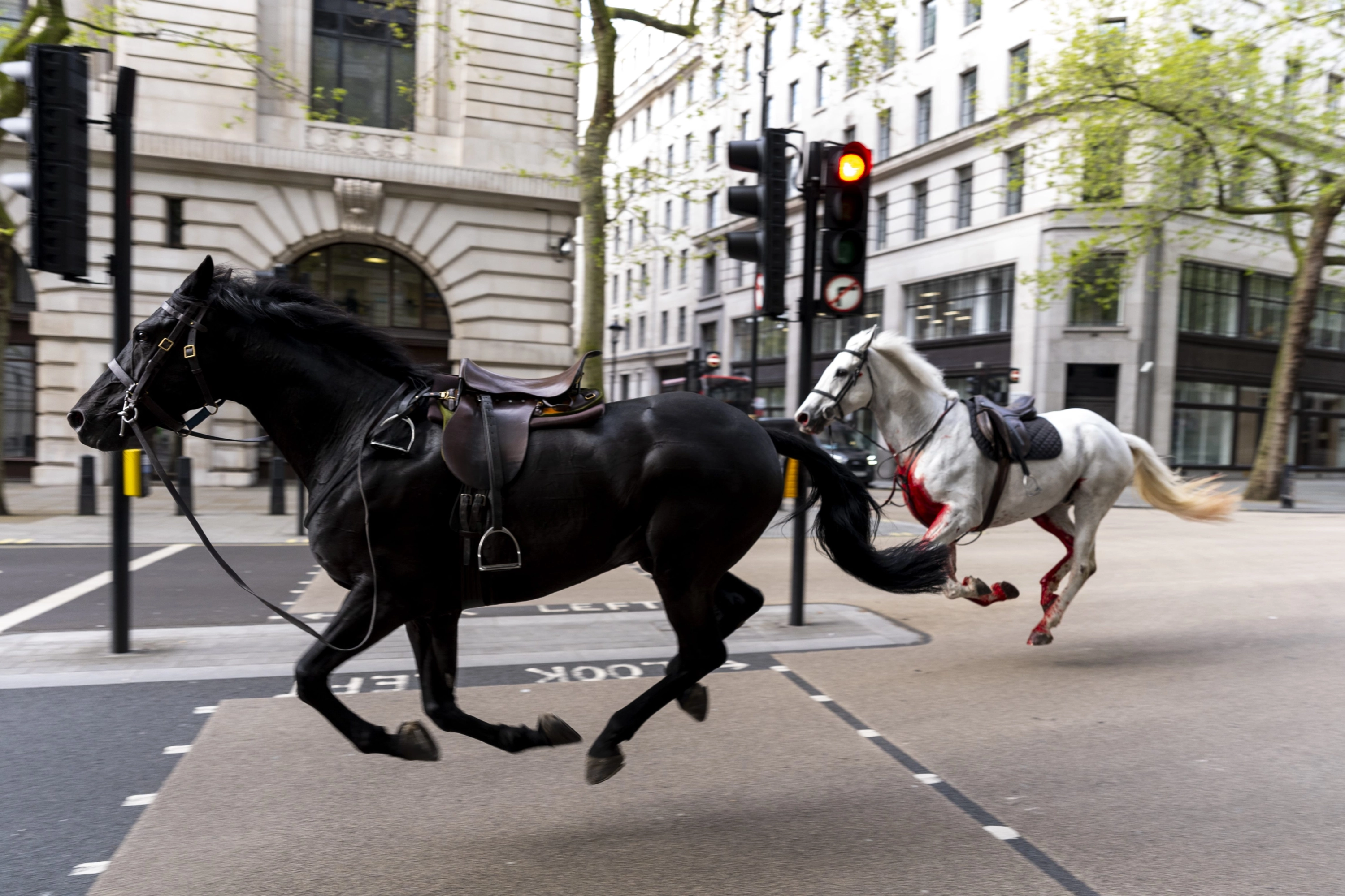 Fotos de los caballos desbocados por el centro de Londres | Imágenes