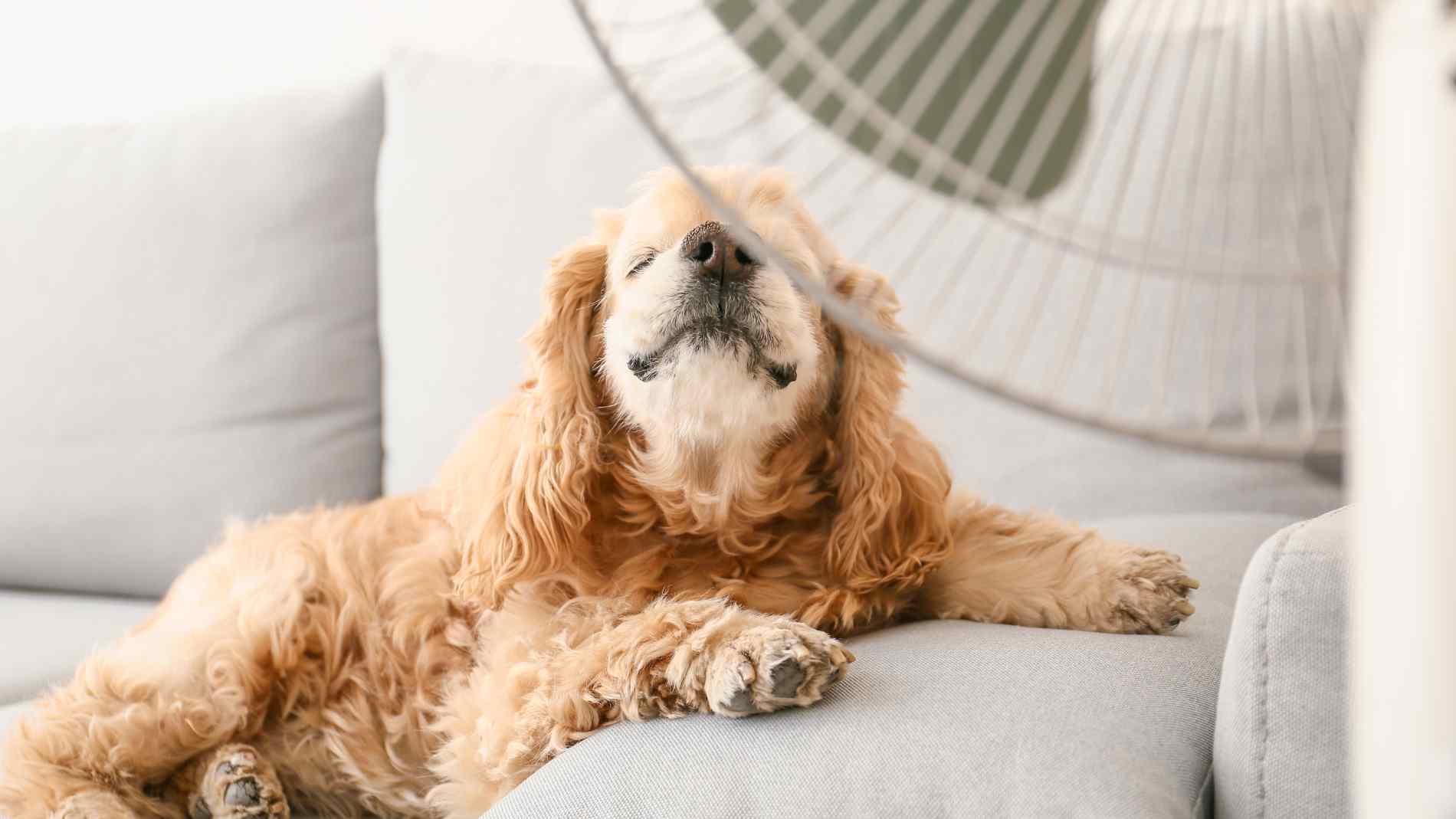 Estos Son Los Mejores Ventiladores Para Casa Según La OCU: De Techo A ...