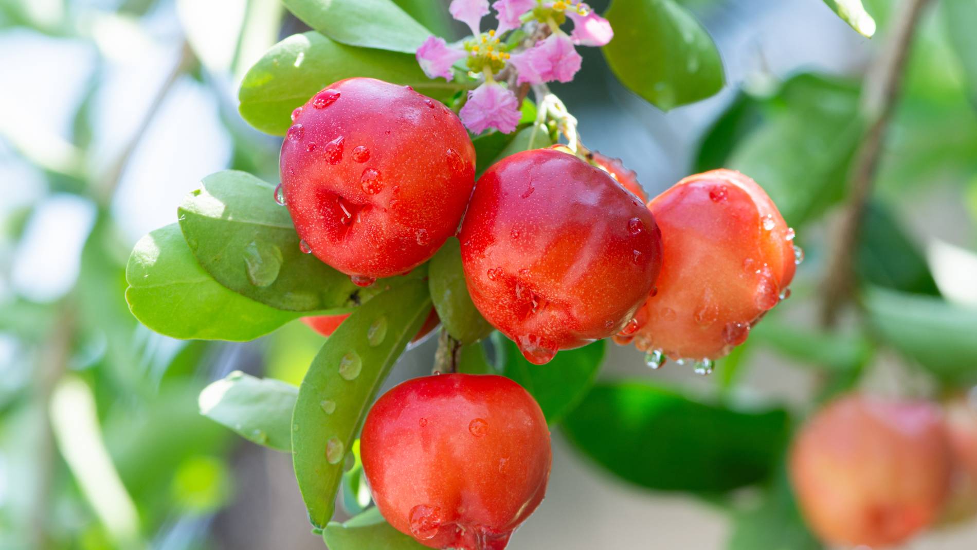 La Fruta Mágica Que Ayuda A Reducir El Azúcar En Sangre Y Tiene Más ...