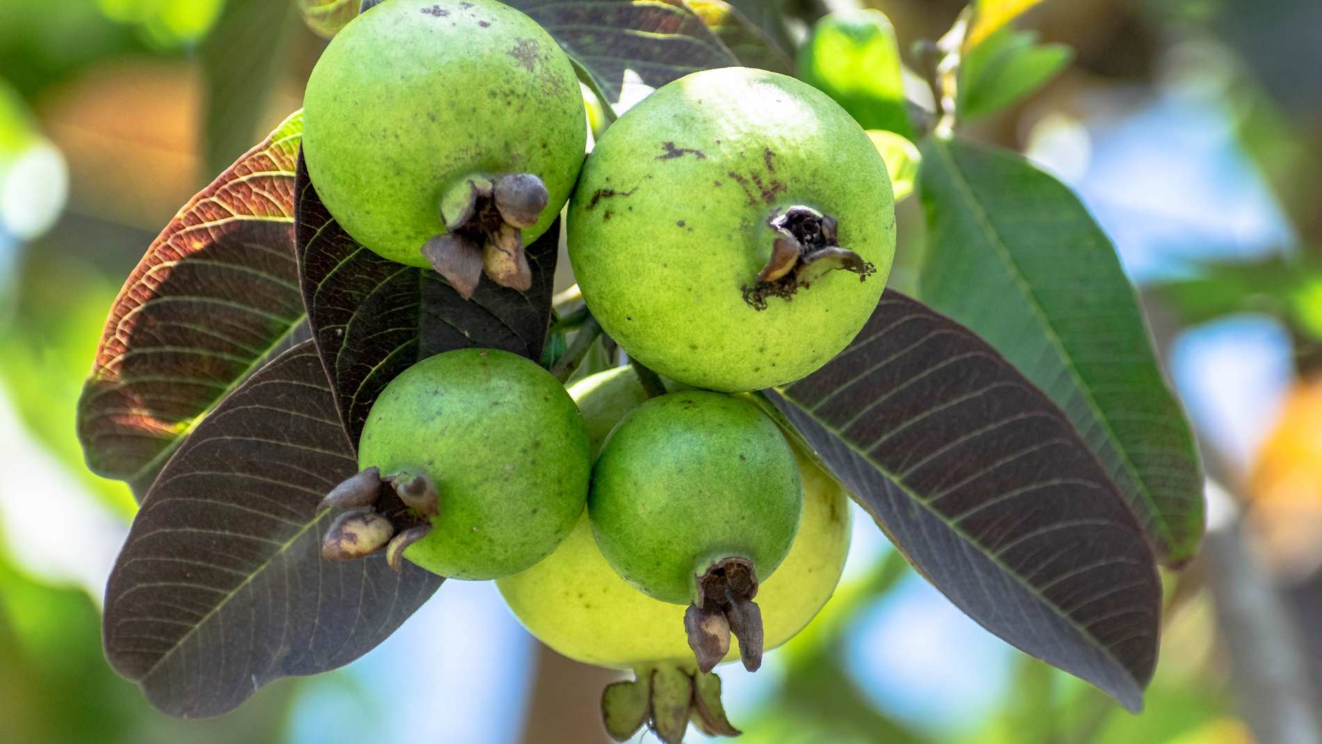 La Fruta Que Controla El Azúcar En Sangre Y Ayuda A Bajar La Presión Arterial 5244