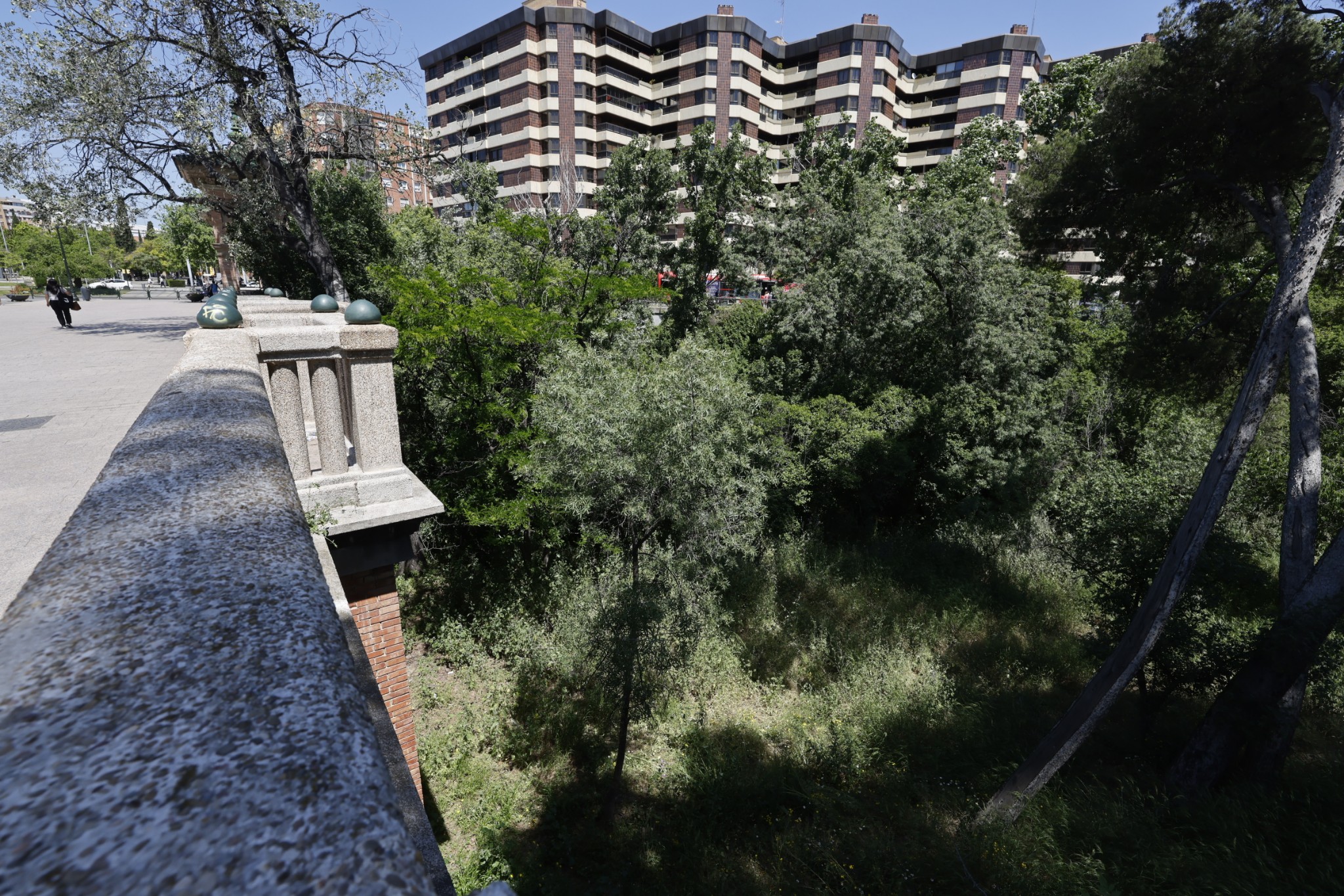 Zaragoza aplica un plan de choque contra el ailanto en el Huerva ...