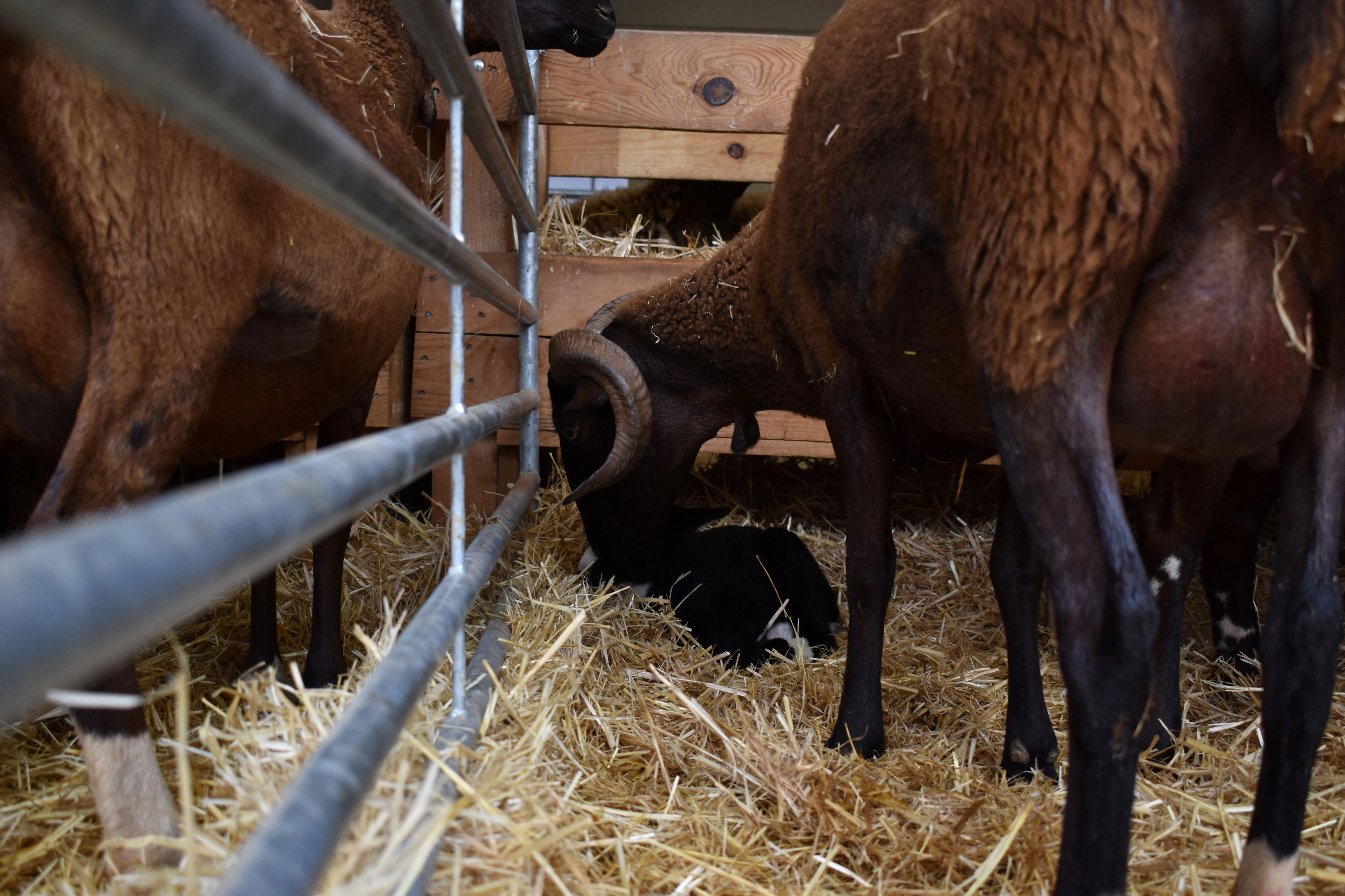 Fotos de la Feria ganadera de Mara 2025 Imágenes
